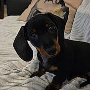 Vito participe au concours pour gagner de l'argent avec cette photo : animal, black_and_tan, blanket, couch, cozy, curious, cute, dachshund, dog, fur, home, indoor, looking_up, pet, pillow, portrait, puppy, resting, small_dog, texture