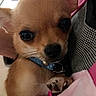 Lucky a rejoint le concours — aidez-le/la à gagner de superbes lots ! adorable, animal, being_held, black_nose, blue_collar, brown_fur, chihuahua, close_up, collar, cute, dog, indoors, large_eyes, paw, pet, photography, pink_clothing, portrait, puppy, small_dog