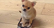 Lucky participe au concours pour gagner de l'argent avec cette photo : animal, black_nose, chihuahua, cute, dog, ears, fashion, footwear, high_heels, indoors, pet, playful, portrait, puppy, shoes, sitting, small_dog, tan_fur, white_chest, wooden_floor