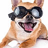 Lucky a rejoint le concours — aidez-le/la à gagner de superbes lots ! aviator, chihuahua, dog, ears, front_legs, funny, goggles, happy, lying_down, open_mouth, pet, portrait, short_fur, smiling, studio, sunglasses, tan_fur, teeth, tongue, white_background