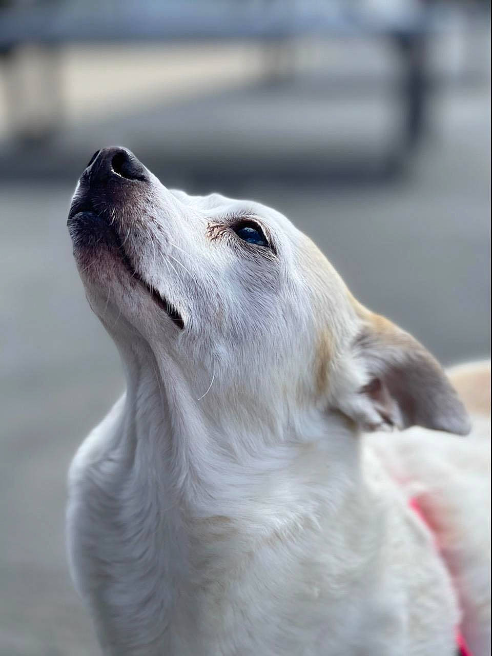 Apple joined the competition — help win amazing prizes! american_eskimo_dog, ancient_dog_breeds, canidae, canis, carnivore, companion_dog, dog, dog_breed, fang, fur, german_spitz_mittel, japanese_spitz, non_sporting_group, sporting_group, terrestrial_animal, volpino_italiano, whiskers, wildlife, working_animal, working_dog