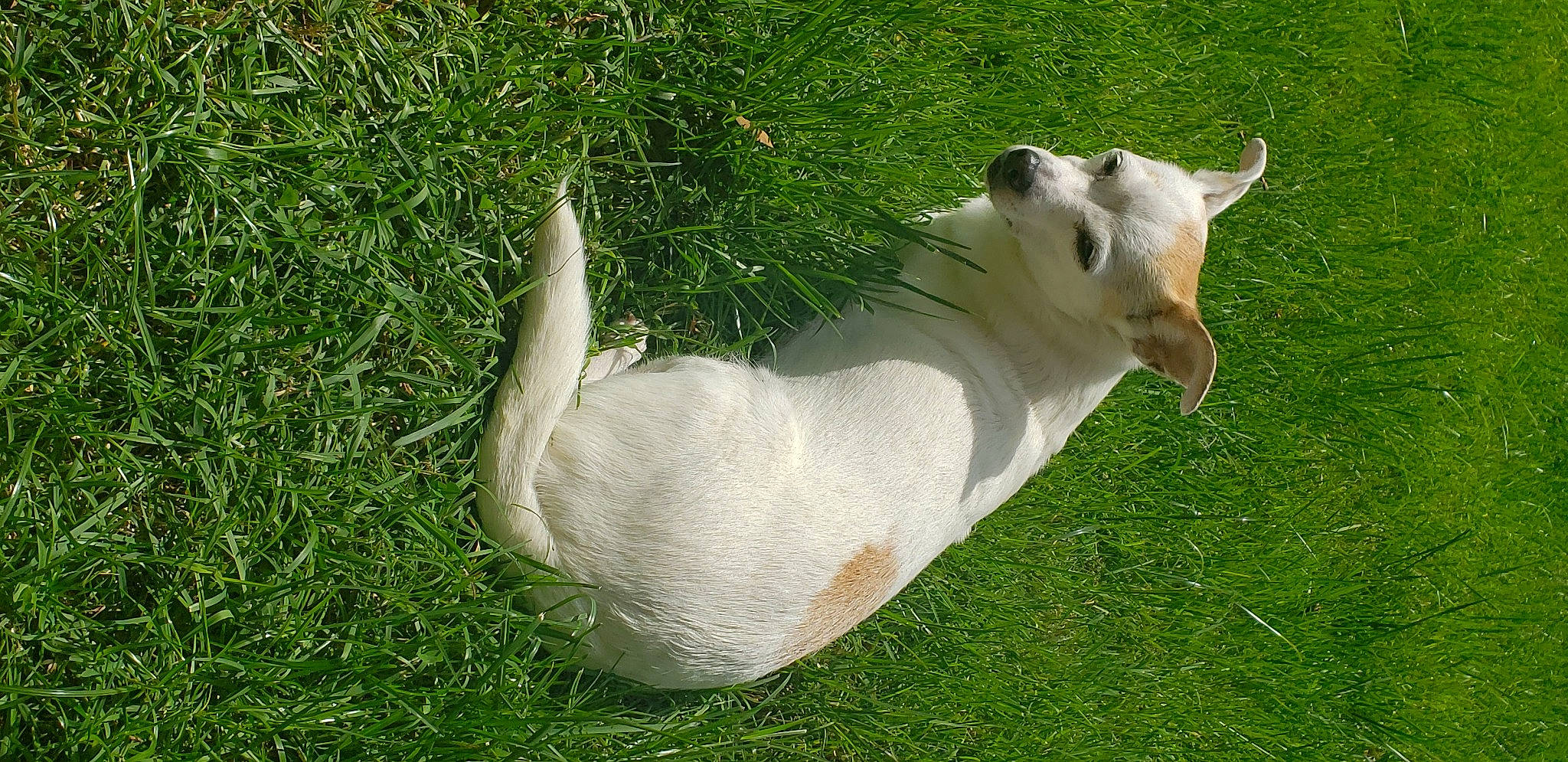 Apple is registered to the contest to win money with this photo: beak, canidae, carnivore, companion_dog, dog_breed, fawn, felidae, fur, grass, grassland, livestock, pasture, plant, small_to_medium_sized_cats, snout, sulphur_crested_cockatoo, tail, terrestrial_animal, whiskers, wildlife