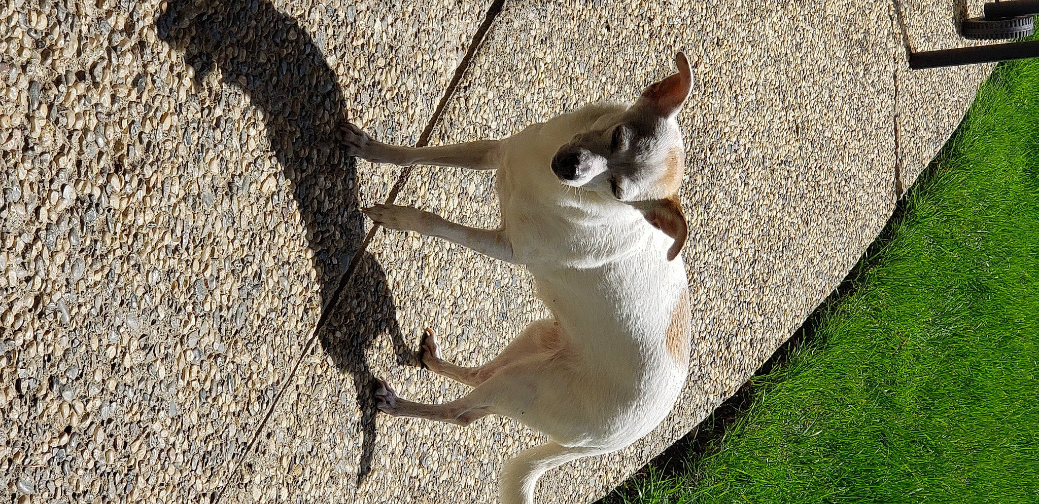 Apple is registered to the contest to win money with this photo: canidae, carnivore, collar, companion_dog, dog, dog_breed, fawn, foot, grass, non_sporting_group, paw, pet_supply, road_surface, shadow, snout, soil, sporting_group, tail, terrestrial_animal, wood