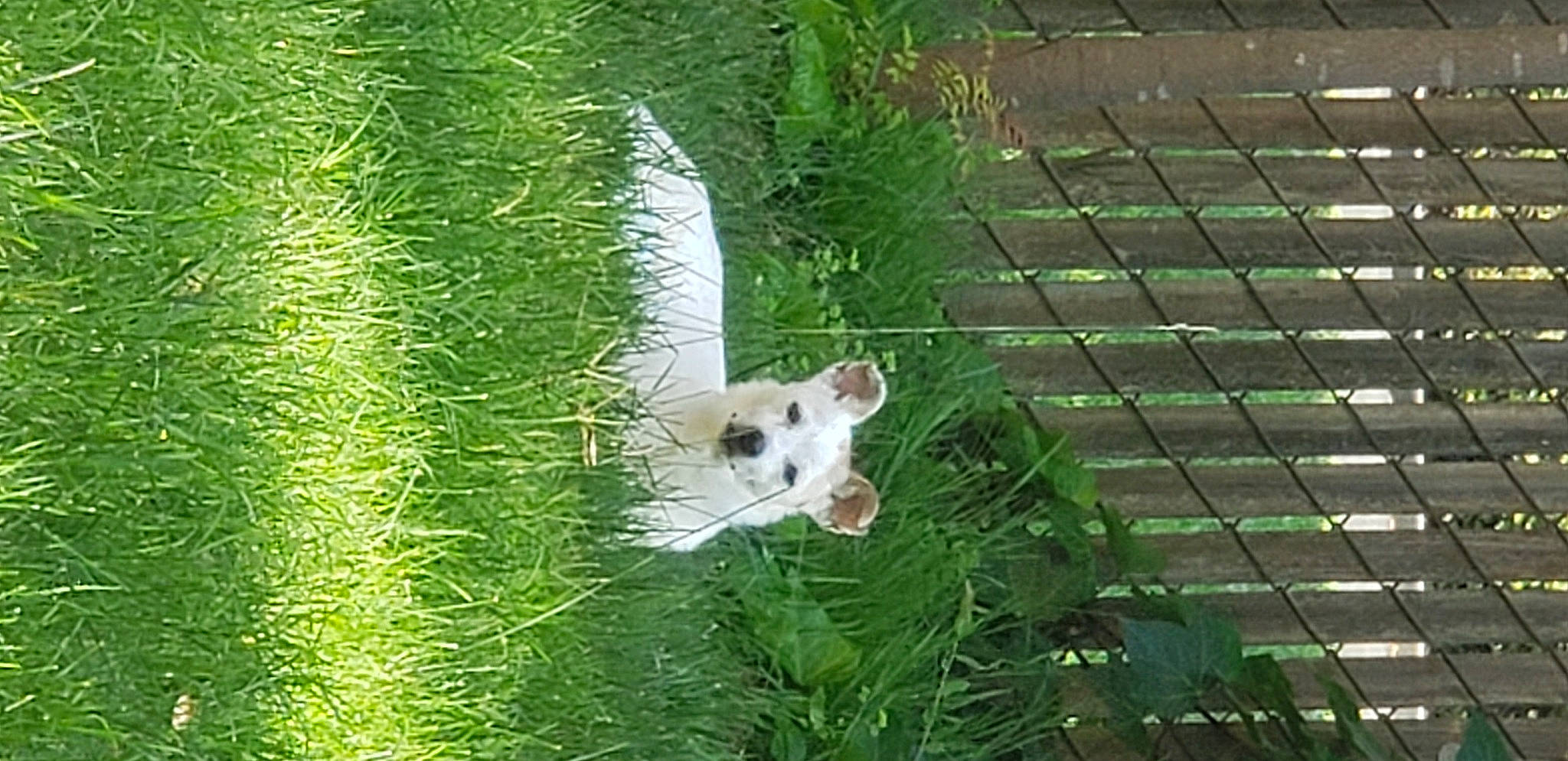 Apple is registered to the contest to win money with this photo: canidae, carnivore, companion_dog, dog, dog_breed, fawn, grass, grass_family, green, groundcover, lawn, plant, shrub, sporting_group, tail, terrestrial_animal, terrestrial_plant, tree, vertebrate, wood