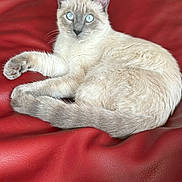 Misho joined the competition — help win amazing prizes! animal, blue_eyes, cat, closeup, cute, domestic_animal, ears, feline, fur, indoor, looking_at_camera, mammal, paw, pet, portrait, red_leather, relaxed, sitting, tail, whiskers