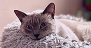 Misho is registered to the contest to win money with this photo: animal, bed, blanket, cat, closeup, comfort, cozy, cute, domestic_cat, ears, face, fluffy_pillow, fur, indoor, pet, relaxed, resting, sleepy, soft_texture, whiskers