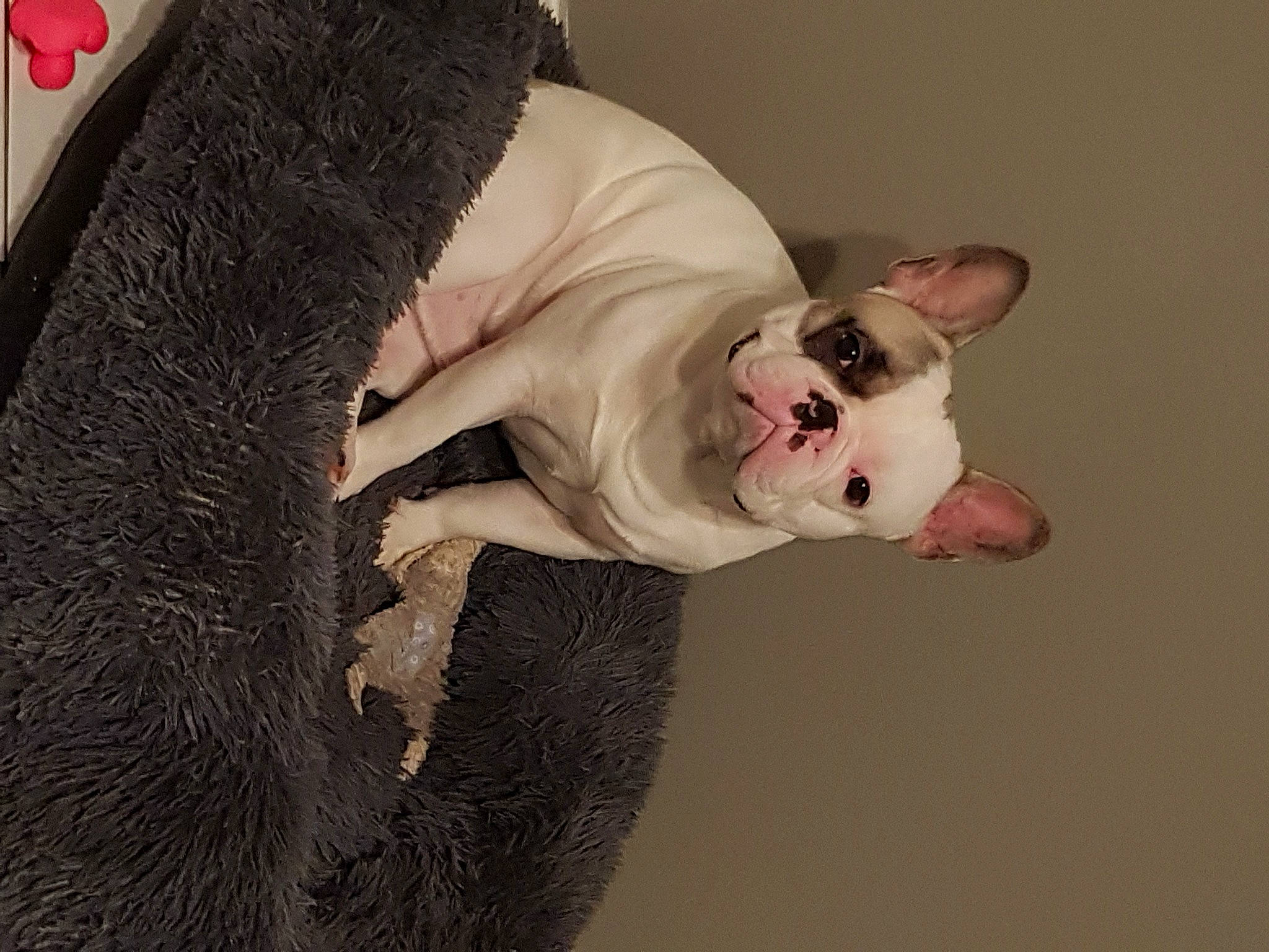 Rox participe au concours pour gagner de l'argent avec cette photo : canidae, carnivore, comfort, companion_dog, couch, dog, dog_breed, ear, fawn, felidae, fur, gesture, head, mammal, paw, snout, sporting_group, tail, vertebrate, whiskers