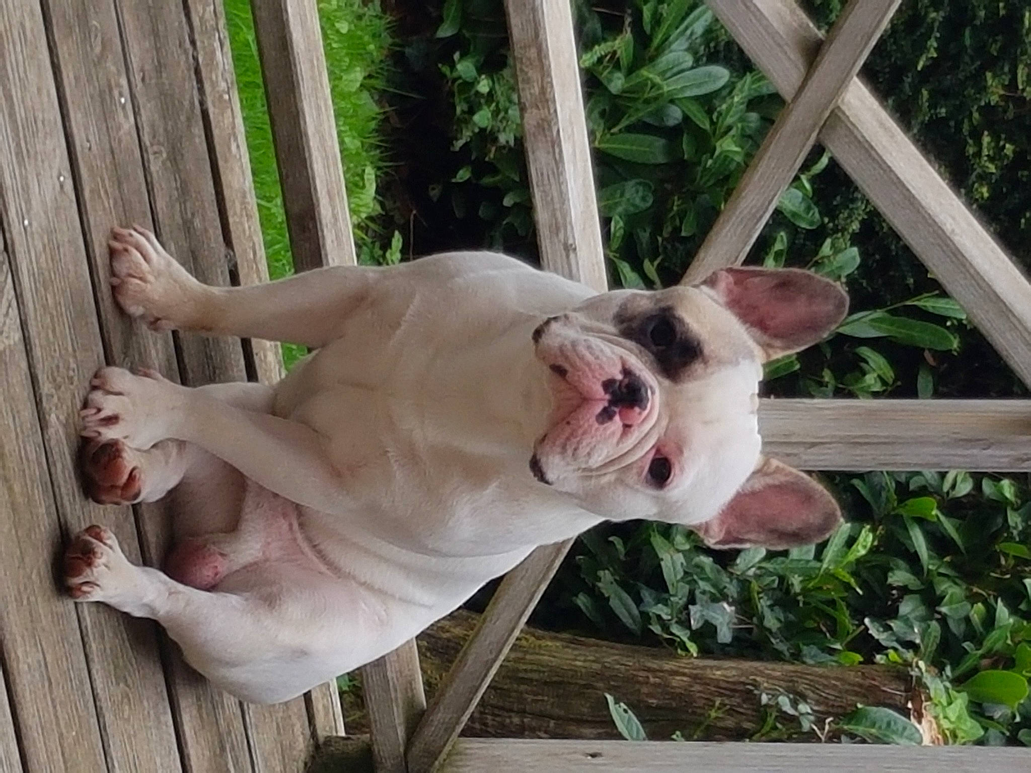 Rox participe au concours pour gagner de l'argent avec cette photo : carnivore, collar, companion_dog, dog, dog_breed, dogo_guatemalteco, fawn, grass, jaw, mammal, non_sporting_group, pet_supply, pink, plant, snout, sporting_group, tail, terrestrial_animal, wood, working_animal