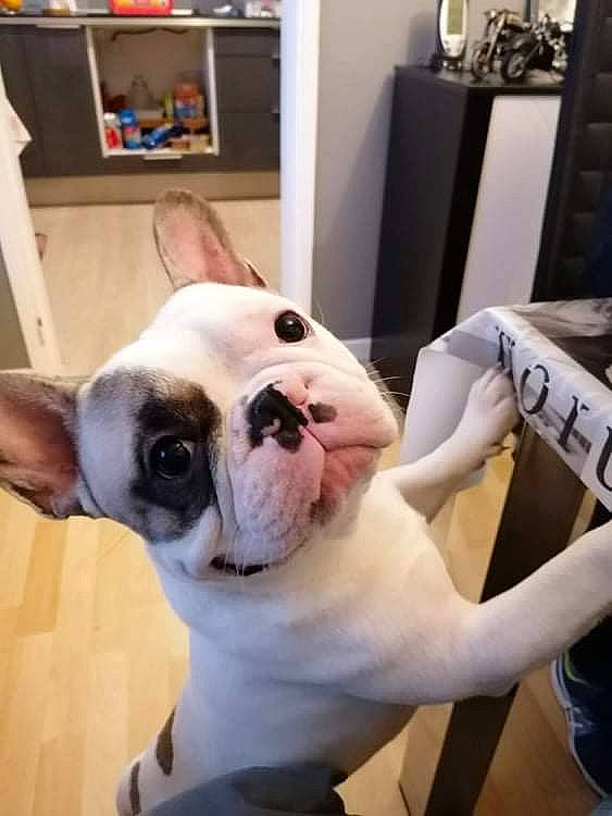 Rox participe au concours pour gagner de l'argent avec cette photo : bulldog, canidae, carnivore, collar, comfort, companion_dog, dog, dog_breed, dog_collar, ear, eye, fawn, fur, jaw, selfie, snout, sporting_group, toy_dog, whiskers, working_animal