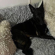 Punky participe au concours pour gagner de l'argent avec cette photo : dog, black_dog, couch, pillows, fluffy, indoor, pet, relaxed, fur, animal, resting, comfort, home, cozy, looking, seated, canine, soft_texture, living_room, quiet