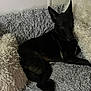 dog, black_dog, couch, pillows, fluffy, indoor, pet, relaxed, fur, animal, resting, comfort, home, cozy, looking, seated, canine, soft_texture, living_room, quiet