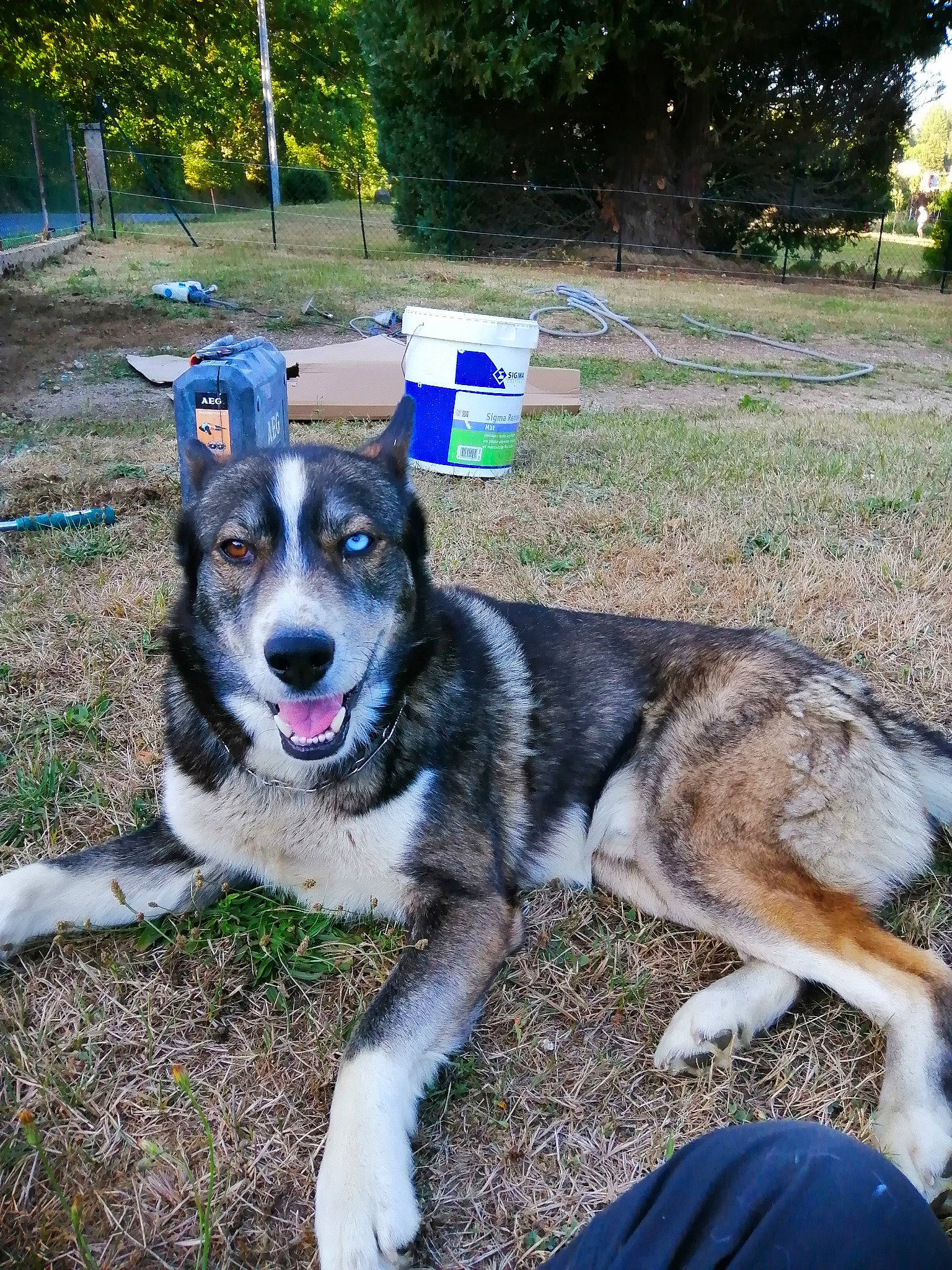 Jumper a rejoint le concours — aidez-le/la à gagner de superbes lots ! alaskan_malamute, canidae, carnivore, dog, dog_breed, east_european_shepherd, jamthund, mammal, native_american_indian_dog, norwegian_elkhound, rare_breed_dog, saarloos_wolfdog, seppala_siberian_sleddog, siberian_husky, sled_dog, snout, sporting_group, vertebrate, wolfdog