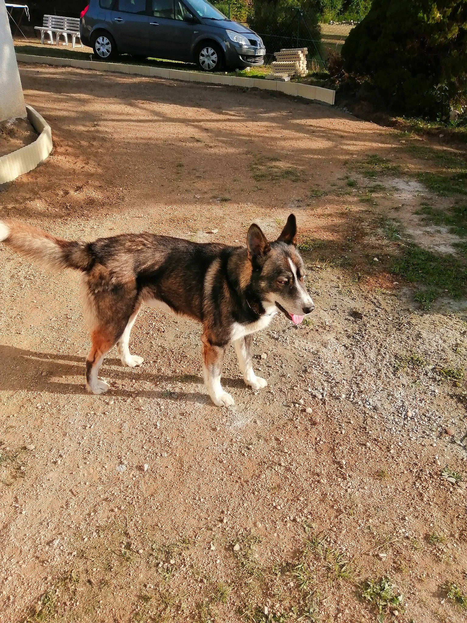 Jumper participe au concours pour gagner de l'argent avec cette photo : canidae, carnivore, dog, dog_breed, east_siberian_laika, mammal, native_american_indian_dog, northern_inuit_dog, seppala_siberian_sleddog, siberian_husky, swedish_vallhund, vehicle, vertebrate, wolfdog, working_dog