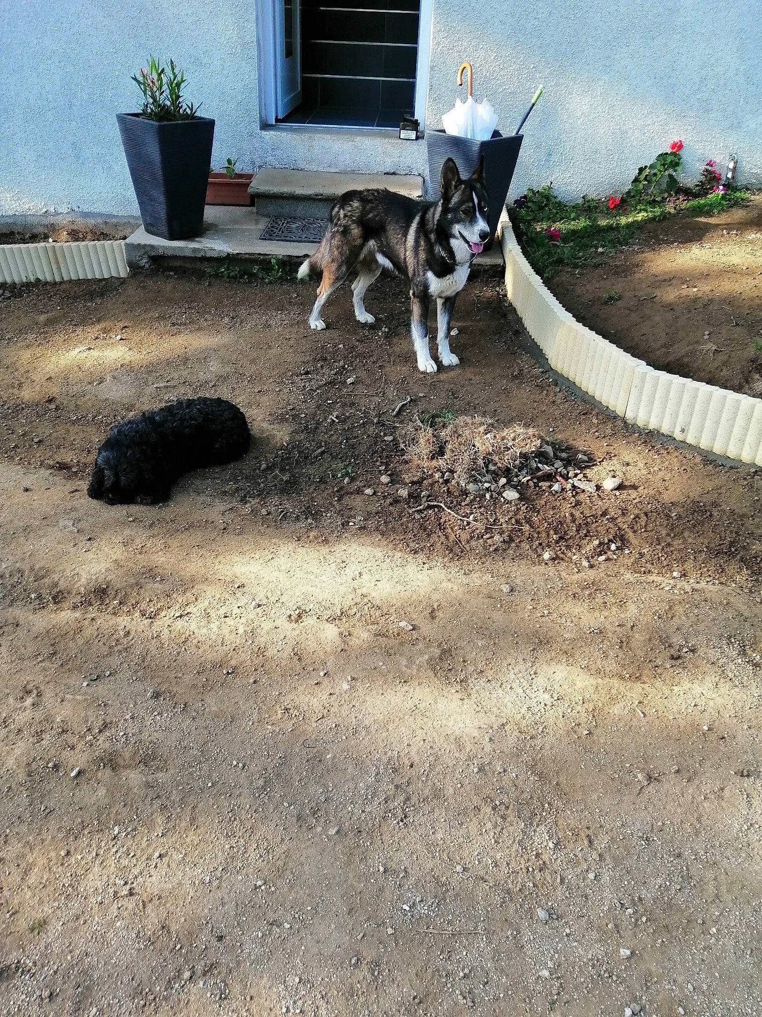 Jumper participe au concours pour gagner de l'argent avec cette photo : alaskan_malamute, backyard, border_collie, canidae, carnivore, cat, dog, dog_breed, grass, lawn, siberian_husky, soil, sporting_group, tail, yard