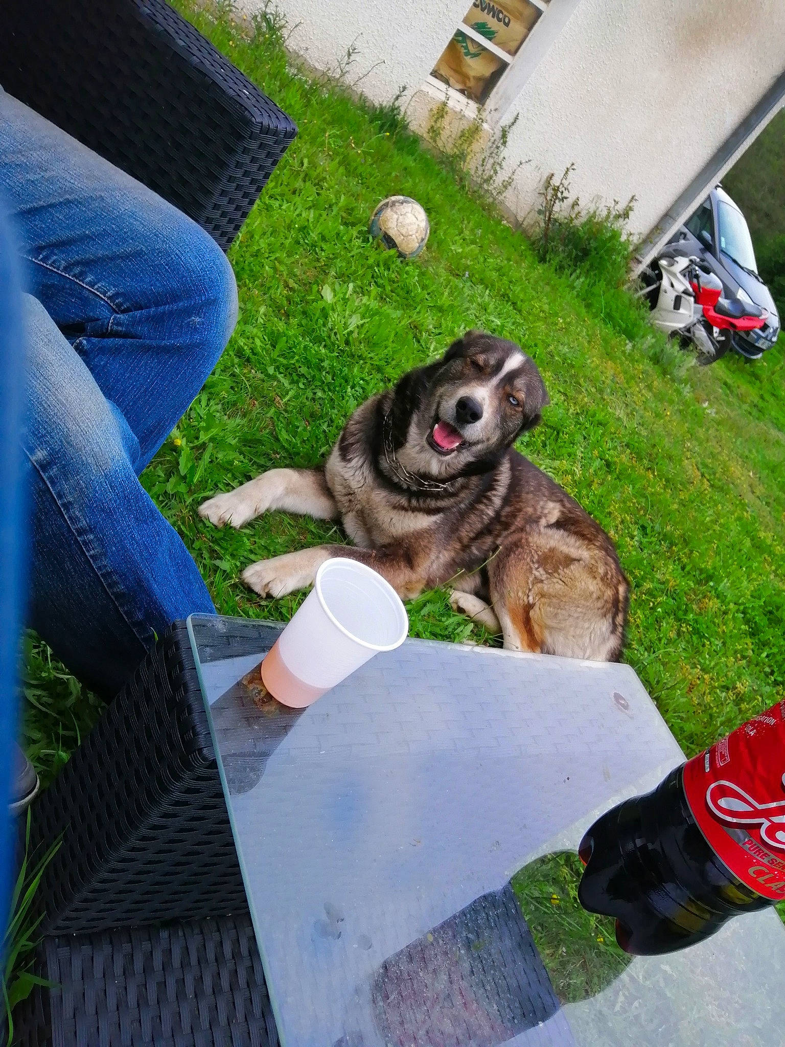 Jumper participe au concours pour gagner de l'argent avec cette photo : alaskan_malamute, canidae, carnivore, companion_dog, dog, dog_breed, norwegian_elkhound, sporting_group, swedish_vallhund