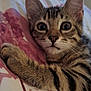 Lilo participe au concours pour gagner de l'argent avec cette photo : animal, bed, blanket, cat, closeup, curious, cute, ears, face, fur, indoor, kitten, lying_down, paw, pet, soft, striped, tabby, whiskers, wide_eyes