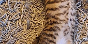 Lilo participe au concours pour gagner de l'argent avec cette photo : animal, belly, cat, cute, fur, indoor, kitten, paws, pet, relaxing, resting, rug, sleepy, spotted, stretching, striped, tabby, tail, texture, whiskers