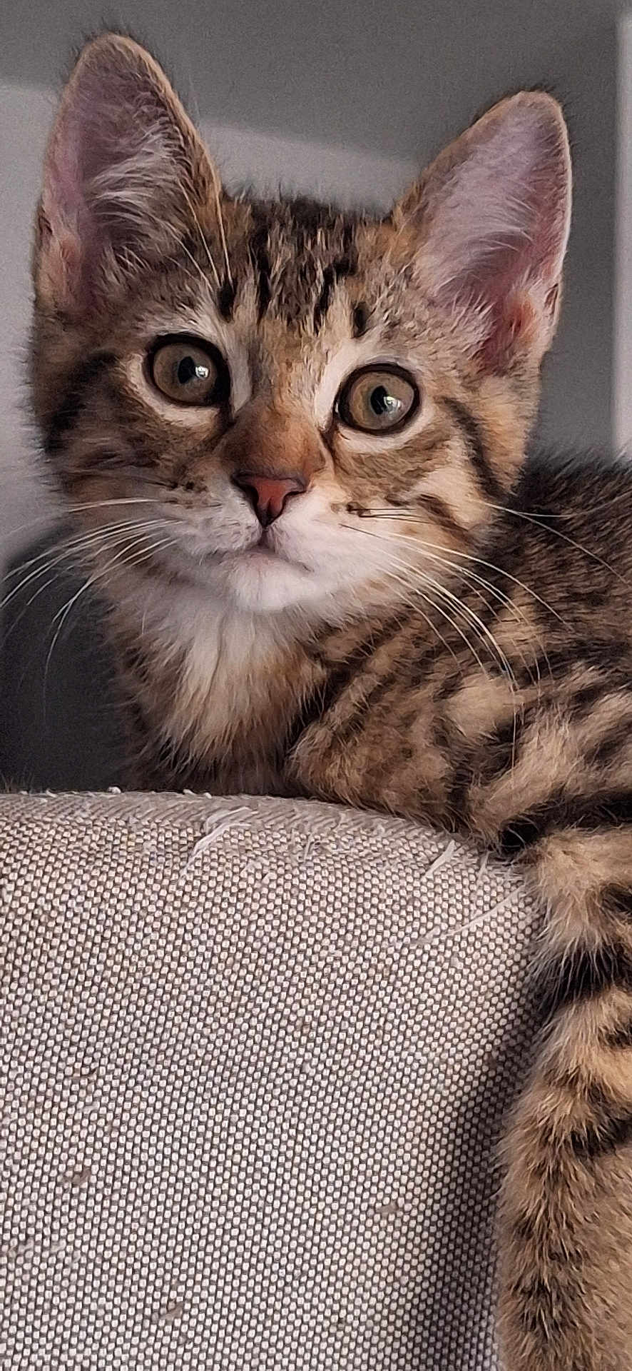 Lilo