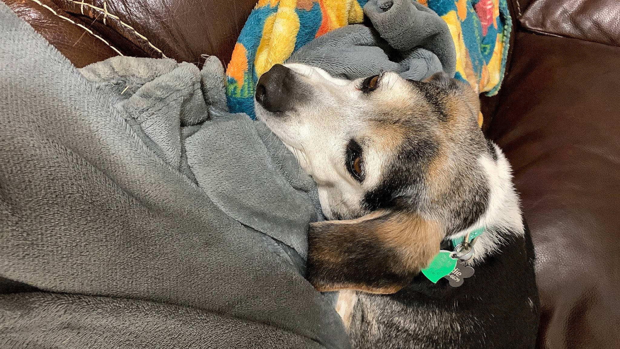 Neji joined the competition — help win amazing prizes! canidae, carnivore, comfort, companion_dog, couch, dog, dog_breed, dog_supply, fawn, felidae, fur, grey, linens, nap, pillow, small_to_medium_sized_cats, snout, sporting_group, whiskers, wildlife