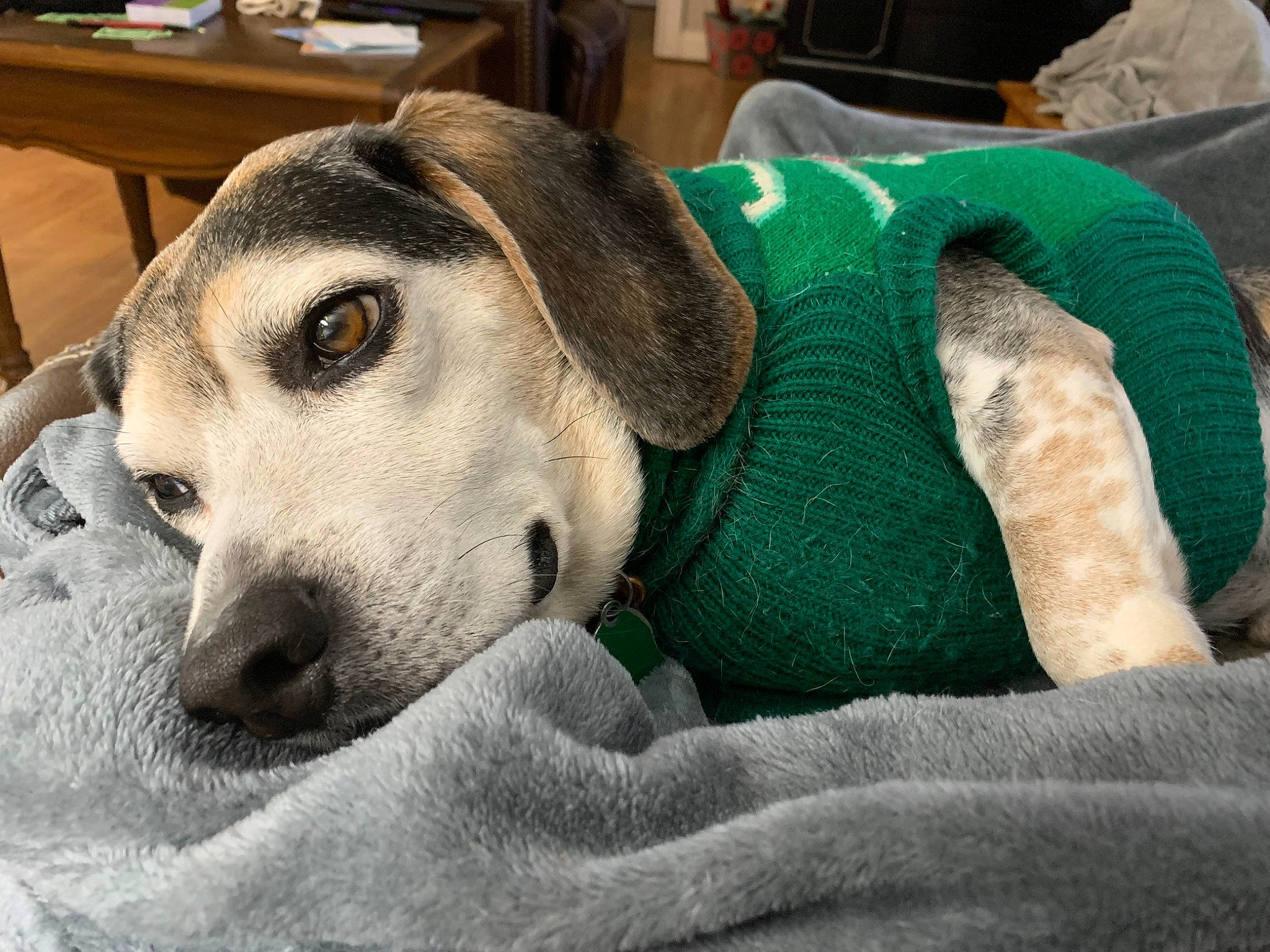 Neji is registered to the contest to win money with this photo: canidae, carnivore, chair, comfort, companion_dog, dog, dog_bed, dog_breed, fawn, fur, nap, paw, puppy, sleep, snout, sporting_group, table, terrestrial_animal, whiskers, working_animal