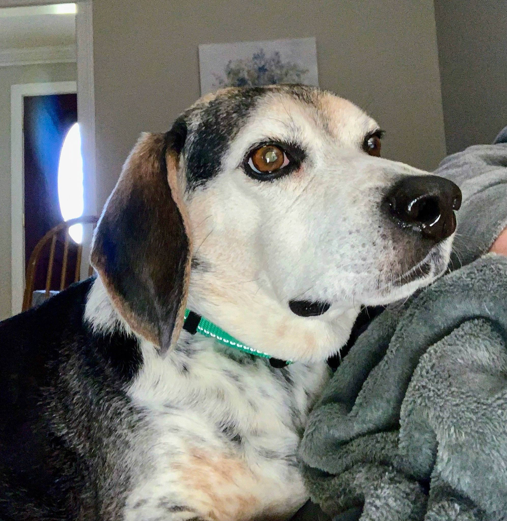 Neji is registered to the contest to win money with this photo: cable_television, canidae, carnivore, collar, companion_dog, couch, dog, dog_breed, dog_collar, dog_supply, fawn, leash, mammal, peripheral, pet_supply, snout, sporting_group, vertebrate, whiskers, working_animal