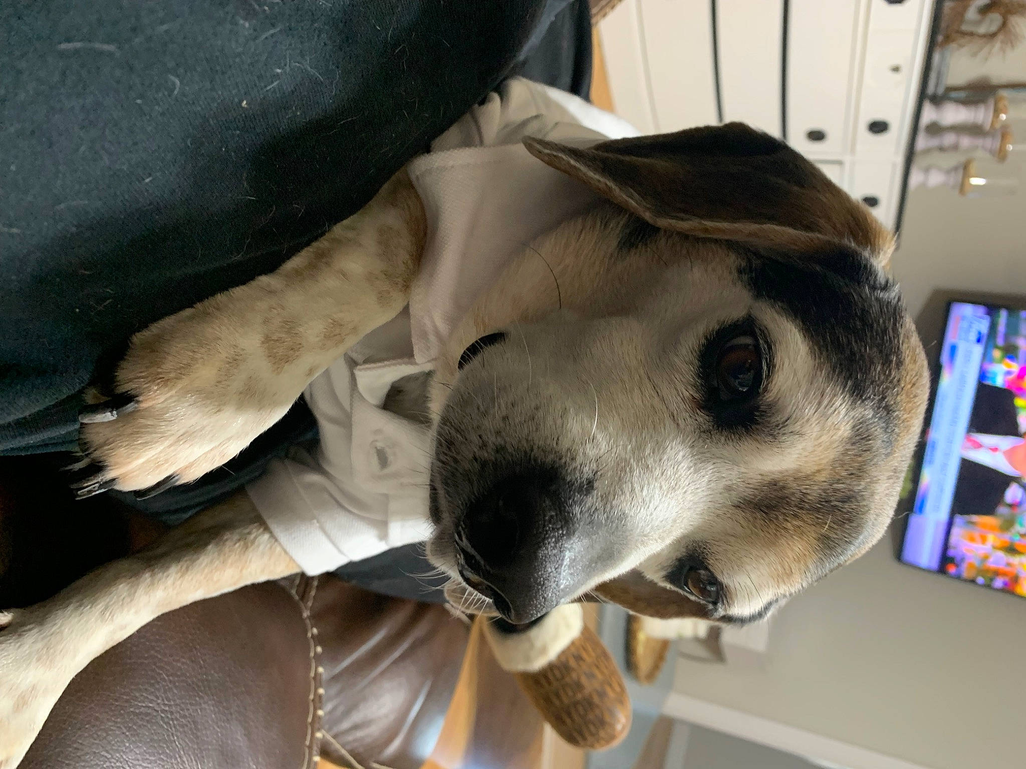 Neji joined the competition — help win amazing prizes! canidae, carnivore, collar, comfort, companion_dog, dog, dog_breed, dog_collar, ear, fawn, fur, jaw, non_sporting_group, paw, pet_supply, snout, sporting_group, terrestrial_animal, whiskers, working_animal