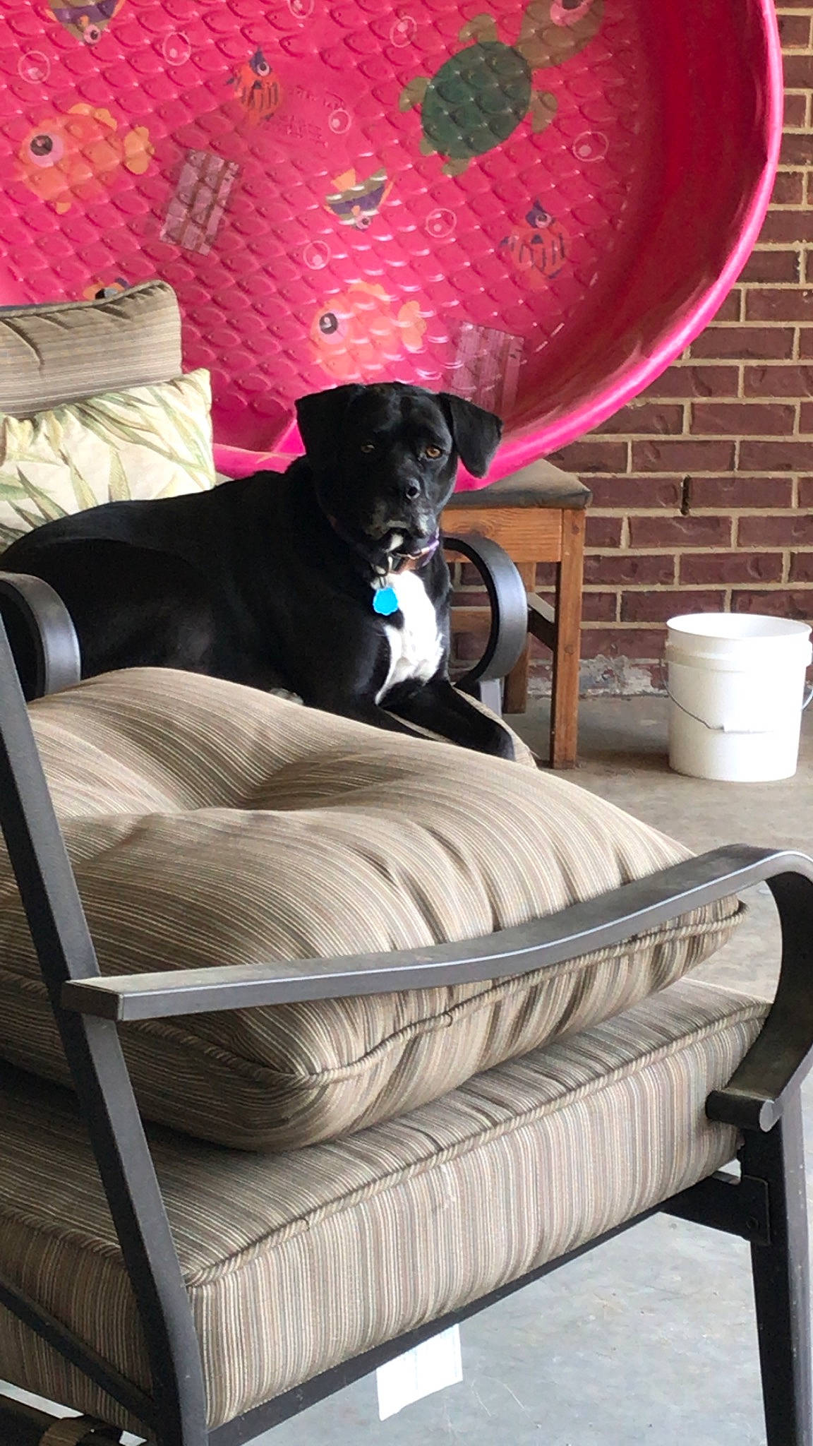 Sadie joined the competition — help win amazing prizes! carnivore, comfort, companion_dog, couch, dog, dog_breed, dog_supply, flooring, furniture, hardwood, interior_design, living_room, magenta, pillow, purple, room, sitting, sporting_group, studio_couch, tints_and_shades