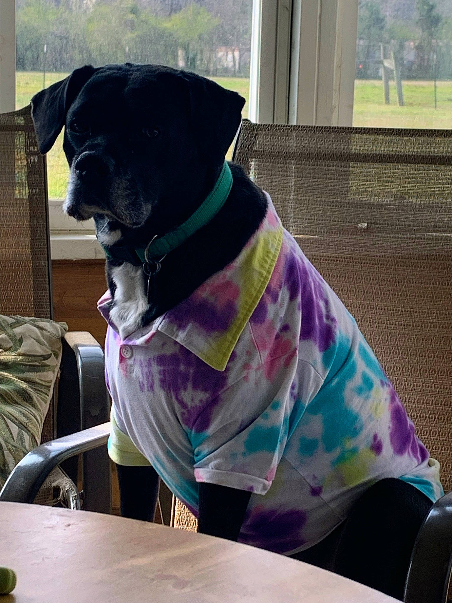 Sadie joined the competition — help win amazing prizes! canidae, carnivore, collar, companion_dog, dog, dog_breed, dog_collar, dog_supply, fashion_accessory, fawn, leash, magenta, pet_supply, purple, snout, sporting_group, table, tail, tints_and_shades, working_animal