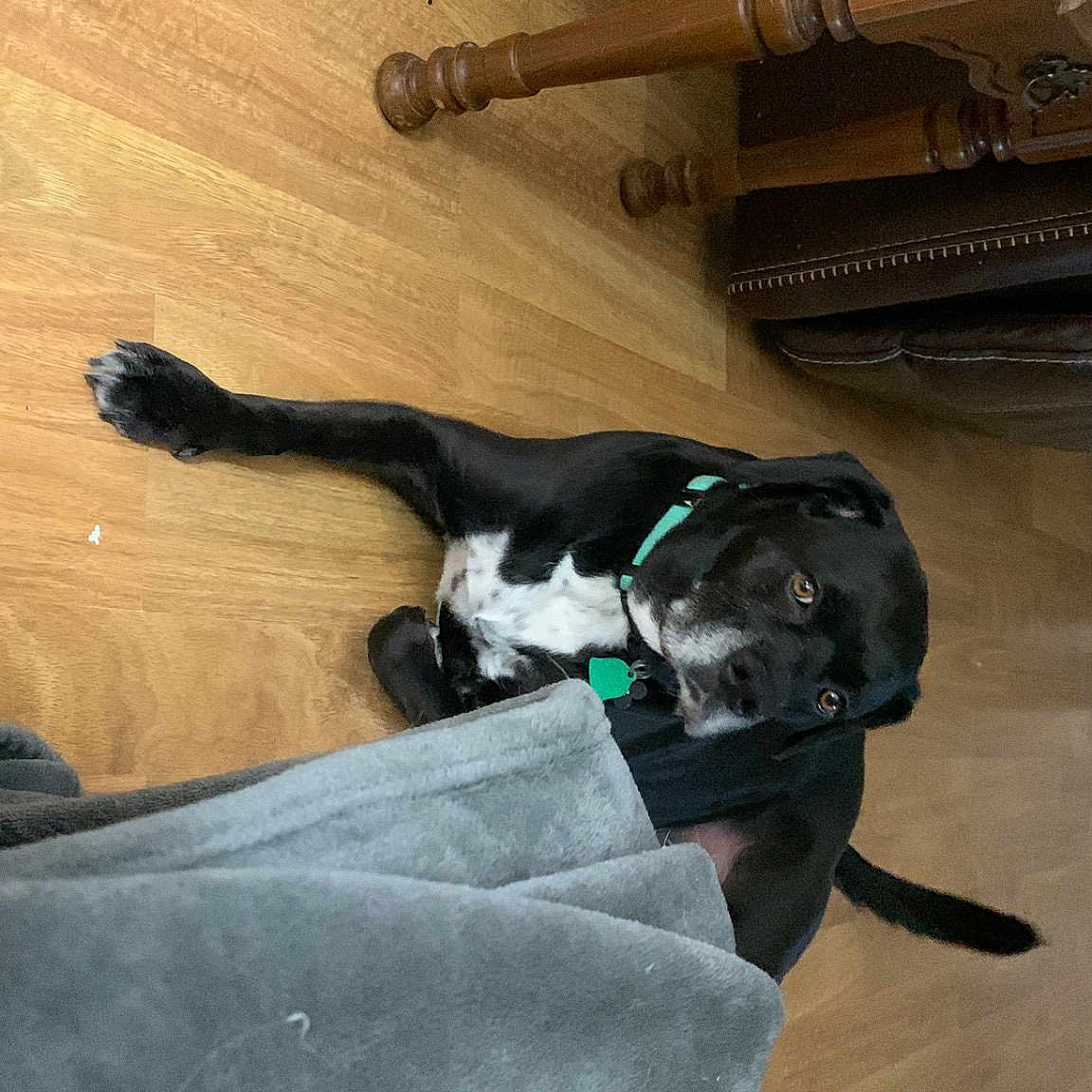 Sadie is registered to the contest to win money with this photo: cabinetry, carnivore, comfort, companion_dog, dog, dog_breed, drawer, fawn, felidae, floor, flooring, fur, hardwood, light_switch, small_to_medium_sized_cats, sporting_group, tail, wall_plate, wood, wood_stain