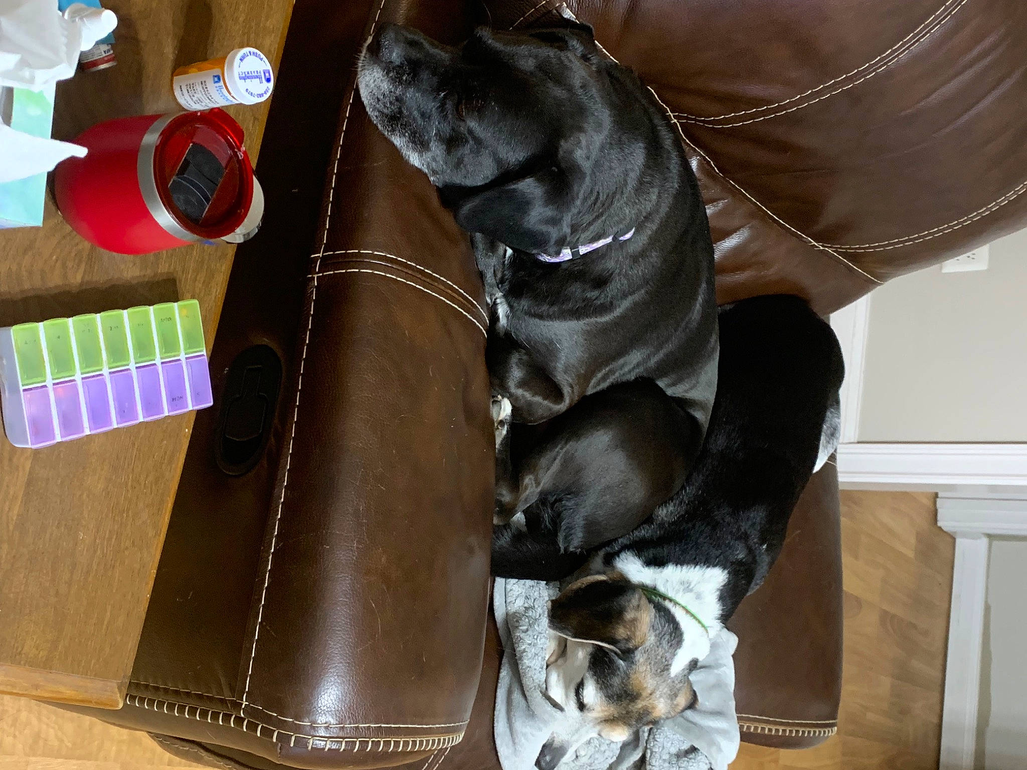 Sadie is registered to the contest to win money with this photo: bag, brown, carnivore, collar, comfort, companion_dog, dog, dog_breed, dog_collar, eyewear, fashion_accessory, fawn, fur, gesture, leather, leather_jacket, liver, personal_protective_equipment, sporting_group, working_animal