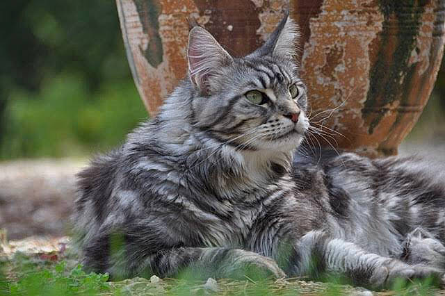 Lilou a rejoint le concours — aidez-le/la à gagner de superbes lots ! asian, british_semi_longhair, carnivore, cat, domestic_long_haired_cat, dragon_li, european_shorthair, felidae, grass, maine_coon, mammal, norwegian_forest_cat, pixie_bob, siberian, small_to_medium_sized_cats, tabby_cat, vertebrate, whiskers, wild_cat, wildlife
