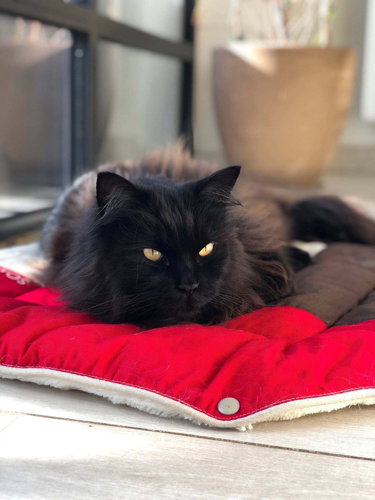 Nala a rejoint le concours — aidez-le/la à gagner de superbes lots ! black_cat, british_longhair, british_semi_longhair, british_shorthair, carnivore, cat, chartreux, comfort, domestic_long_haired_cat, domestic_short_haired_cat, felidae, fur, kitten, mammal, nebelung, norwegian_forest_cat, persian, small_to_medium_sized_cats, whiskers