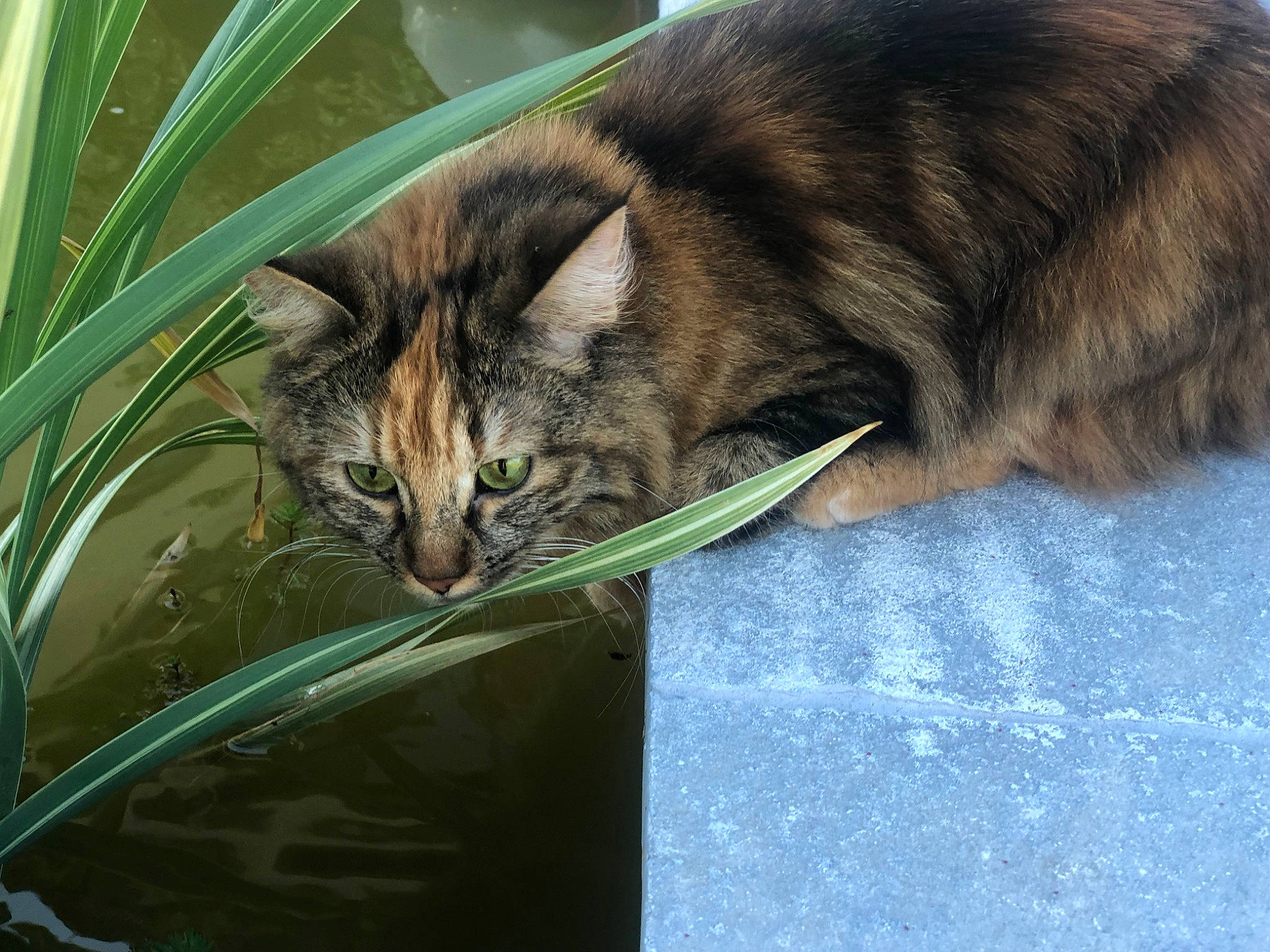 Winnie participe au concours pour gagner de l'argent avec cette photo : carnivore, cat, domestic_short_haired_cat, dragon_li, european_shorthair, eye, felidae, fur, grass, kitten, maine_coon, norwegian_forest_cat, organism, plant, siberian, small_to_medium_sized_cats, tabby_cat, toyger, whiskers, wild_cat