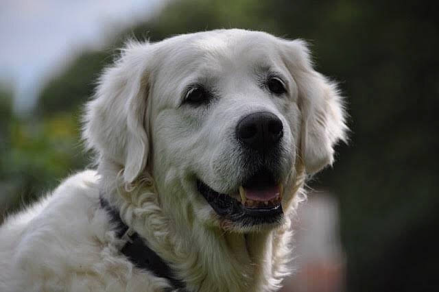 Canelle participe au concours pour gagner de l'argent avec cette photo : akbash_dog, canidae, carnivore, companion_dog, dog, dog_breed, fur, golden_retriever, great_pyrenees, kuvasz, livestock_guardian_dog, mammal, maremma_sheepdog, polish_tatra_sheepdog, rare_breed_dog, retriever, slovak_cuvac, snout, sporting_group, vertebrate