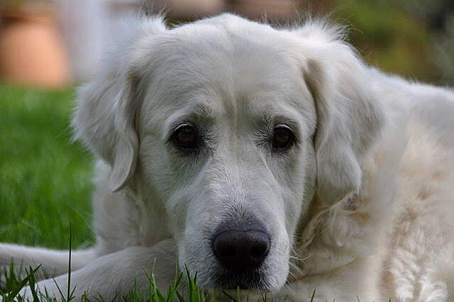 Canelle a rejoint le concours — aidez-le/la à gagner de superbes lots ! akbash_dog, canidae, carnivore, companion_dog, dog, dog_breed, fur, golden_retriever, great_pyrenees, kuvasz, livestock_guardian_dog, mammal, maremma_sheepdog, polish_tatra_sheepdog, rare_breed_dog, retriever, slovak_cuvac, snout, sporting_group, vertebrate