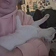 Arlo participe au concours pour gagner de l'argent avec cette photo : animal, casual, cat, comfort, cozy, cradling, domestic, furniture, home, hoodie, indoor, paw, person, pet, pink_hoodie, posters, relaxed, resting, room, white_cat