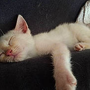 Arlo participe au concours pour gagner de l'argent avec cette photo : animal, cat, close_up, couch, cozy, cute, domestic_animal, feline, fur, furry, indoor, kitten, nap, paw, pet, pink_nose, relaxed, resting, sleeping, whiskers