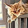 Alvin