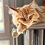 cat, orange_cat, sleeping, fluffy, paw, radiator, indoor, cozy, relaxed, closeup, pet, feline, whiskers, ears, fur, window, natural_light, resting, domestic_animal, cute
