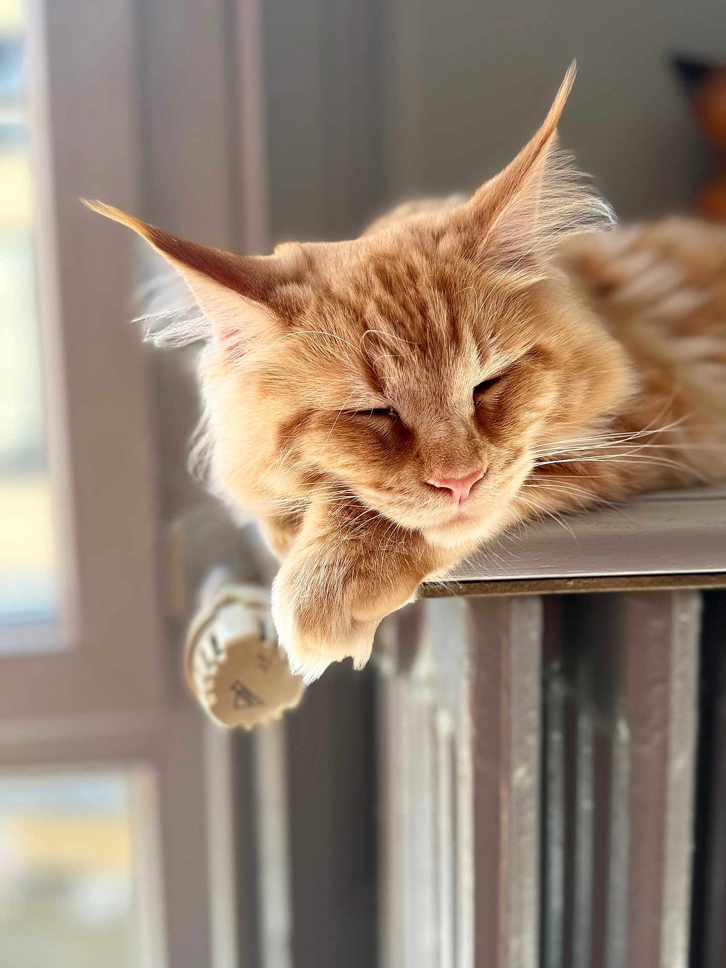 Alvin a rejoint le concours — aidez-le/la à gagner de superbes lots ! cat, orange_cat, sleeping, fluffy, paw, radiator, indoor, cozy, relaxed, closeup, pet, feline, whiskers, ears, fur, window, natural_light, resting, domestic_animal, cute