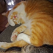 Mustard is registered to the contest to win money with this photo: animal, cat, companion, couch, cozy, cute, domestic_animal, feline, fur, indoor, orange_cat, paw, pet, pink_nose, relaxed, resting, sleeping, snuggling, whiskers, white_cat