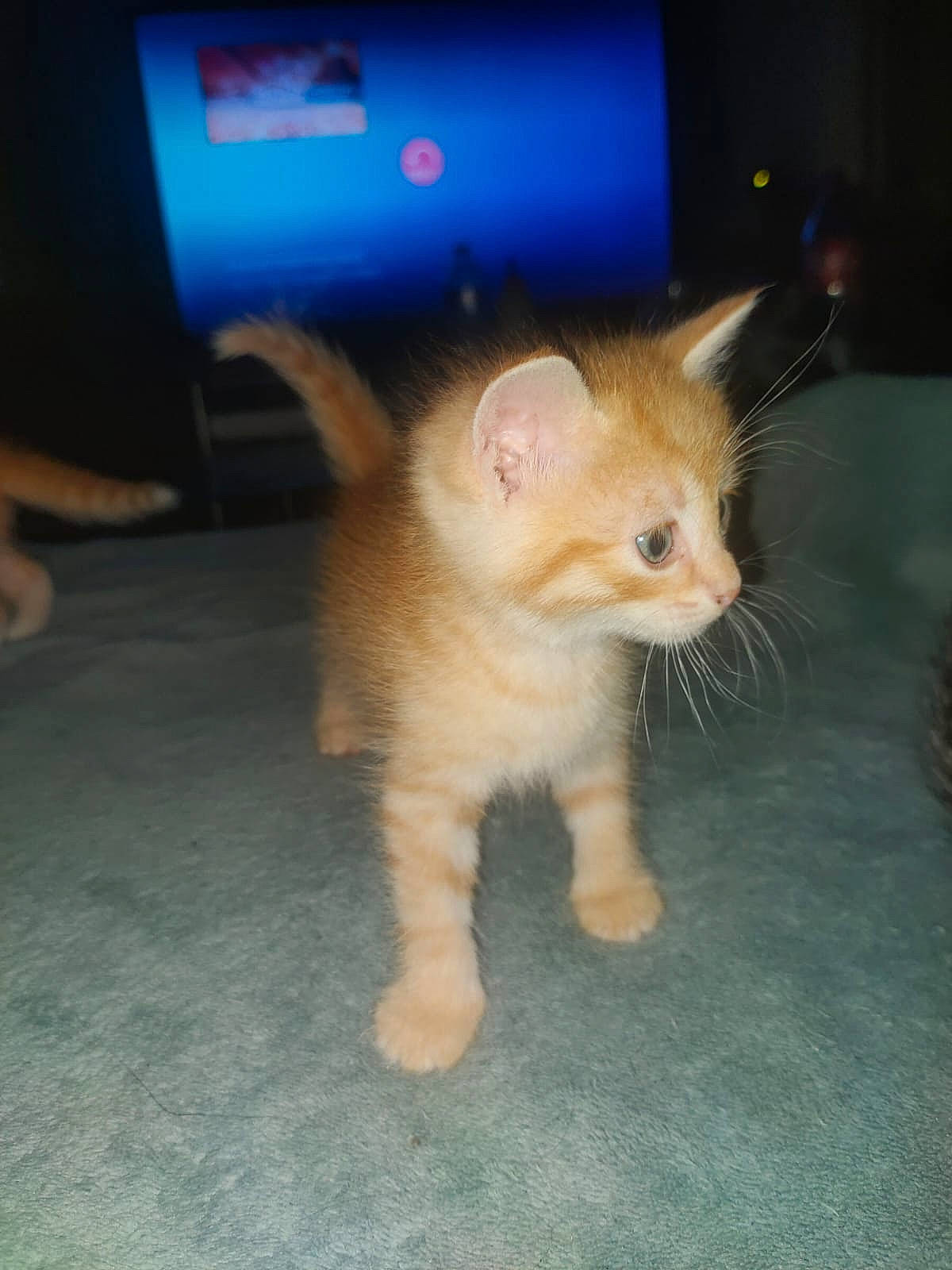 Taz participe au concours pour gagner de l'argent avec cette photo : carnivore, cat, claw, domestic_short_haired_cat, fawn, felidae, flooring, fur, paw, small_to_medium_sized_cats, snout, tail, terrestrial_animal, whiskers