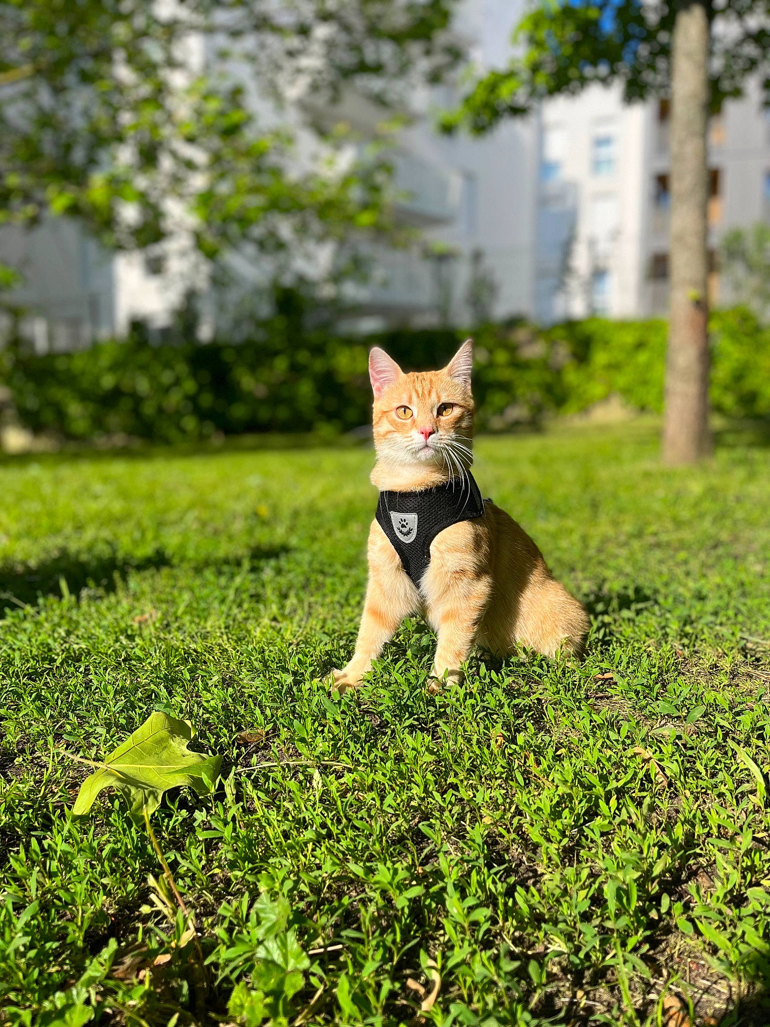 Taz participe au concours pour gagner de l'argent avec cette photo : carnivore, cat, companion_dog, dog_breed, domestic_short_haired_cat, eye, fawn, felidae, glasses, grass, grassland, plant, small_to_medium_sized_cats, snout, sporting_group, tail, terrestrial_animal, tree, whiskers, wood