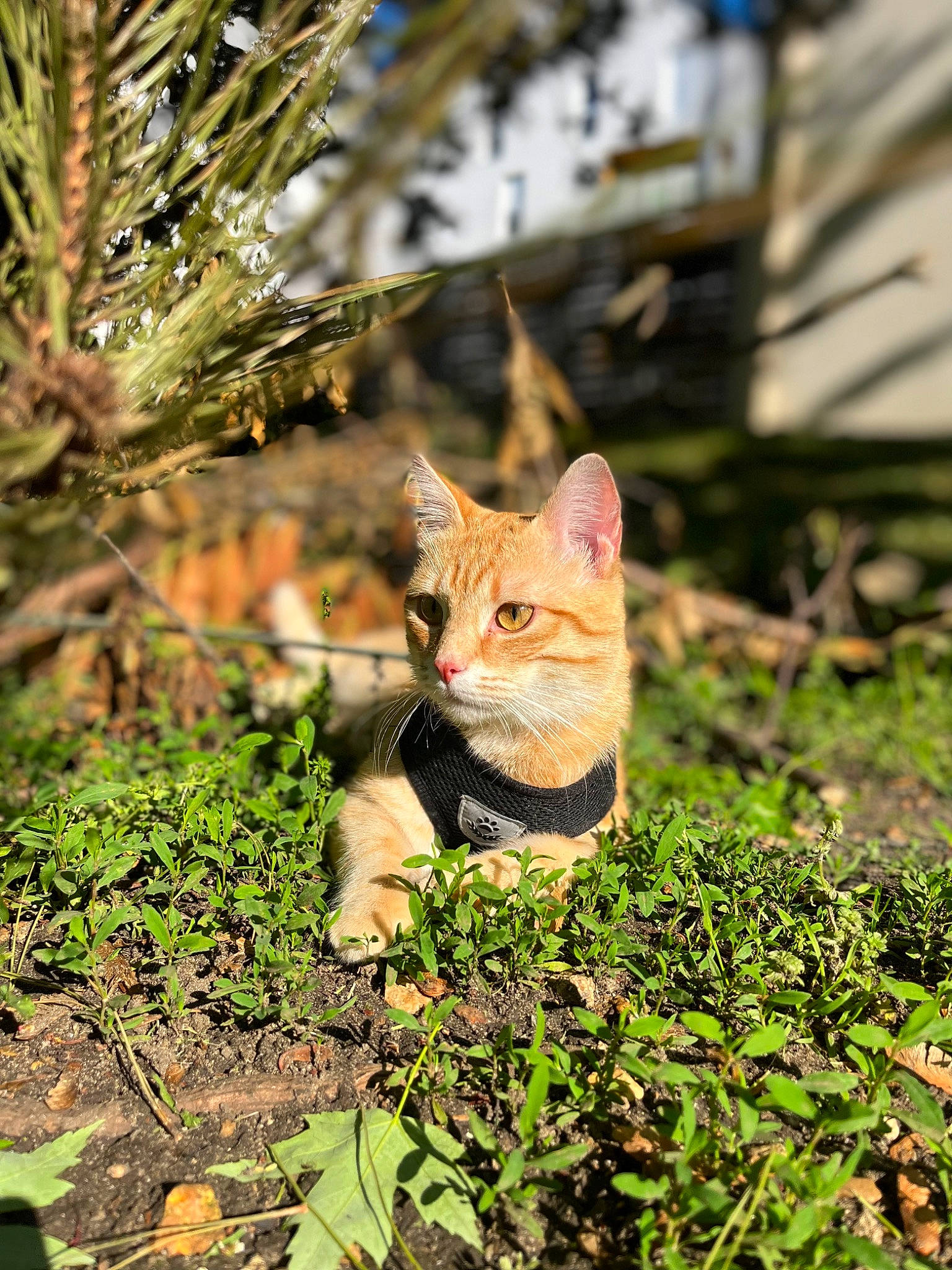 Taz a rejoint le concours — aidez-le/la à gagner de superbes lots ! biome, botany, branch, carnivore, cat, fawn, felidae, grass, groundcover, leaf, plant, small_to_medium_sized_cats, snout, tail, terrestrial_animal, terrestrial_plant, twig, vegetation, whiskers, wood