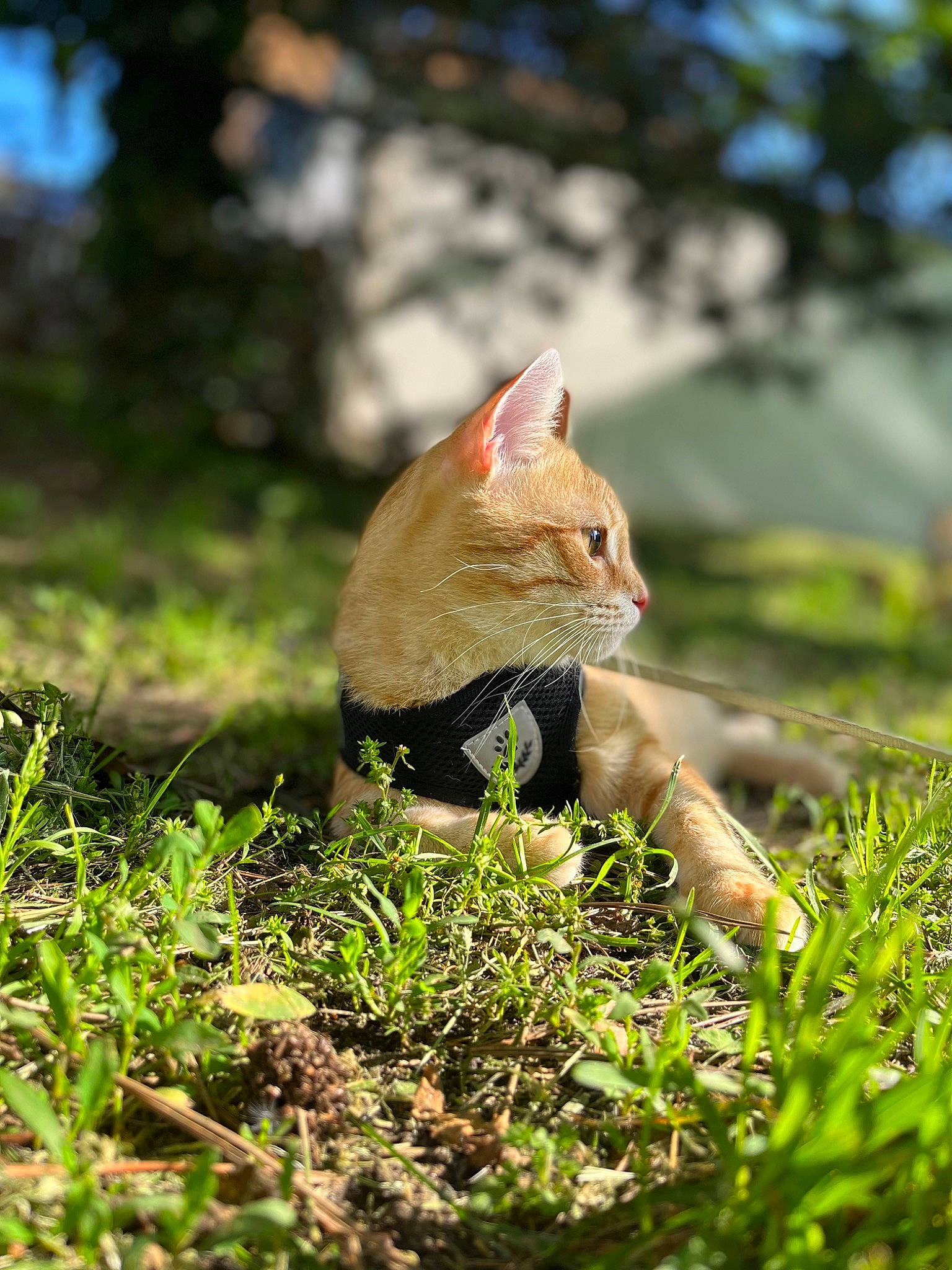 Taz a rejoint le concours — aidez-le/la à gagner de superbes lots ! canidae, carnivore, cat, domestic_short_haired_cat, fawn, felidae, fur, grass, natural_landscape, plant, sitting, small_to_medium_sized_cats, snout, tail, terrestrial_animal, terrestrial_plant, tree, whiskers, wildlife, wood