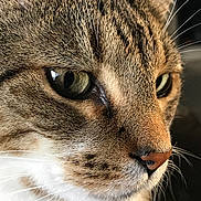 Buster is registered to the contest to win money with this photo: cat, close_up, tabby, face, whiskers, fur, green_eyes, pet, animal, mammal, cute, domestic_cat, portrait, feline, nose, eye, closeup, indoor, detail, soft_light