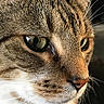 cat, close_up, tabby, face, whiskers, fur, green_eyes, pet, animal, mammal, cute, domestic_cat, portrait, feline, nose, eye, closeup, indoor, detail, soft_light