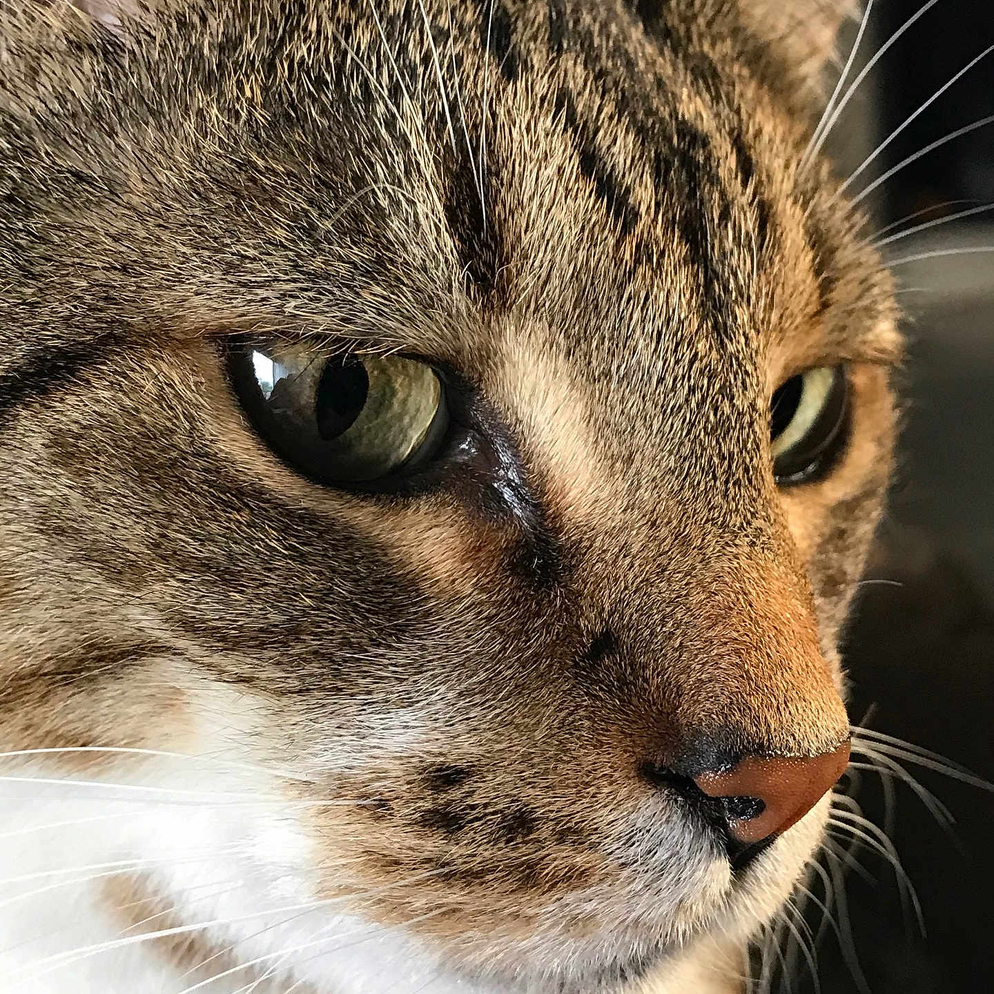 Buster is registered to the contest to win money with this photo: cat, close_up, tabby, face, whiskers, fur, green_eyes, pet, animal, mammal, cute, domestic_cat, portrait, feline, nose, eye, closeup, indoor, detail, soft_light