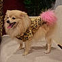 Princess is registered to the contest to win money with this photo: dog, pomeranian, pet, small_dog, fur, fluffy, tongue_out, costume, leopard_print, pink_tail, accessory, sofa, couch, indoor, home, happy, standing, cute, domestic_animal, decor