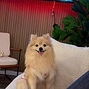 Princess is registered to the contest to win money with this photo: dog, pomeranian, small_dog, pet, fur, tongue_out, smiling, sitting, couch, sofa, white_cushion, plush_toy, television, tv_screen, wood_paneling, indoor, houseplant, living_room, cozy, furniture